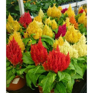 Hạt giống hoa mào gà lửa nhiều màu - 100 hạt