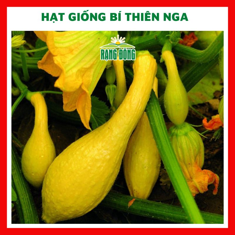 Hạt giống bí thiên nga - rau củ quả chịu nhiệt 4 mùa ngon nảy mầm cao 5 hạt RADO 335
