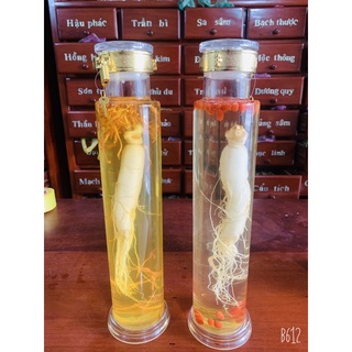 Củ Nhân Sâm tươi - đông y chấn hưng long