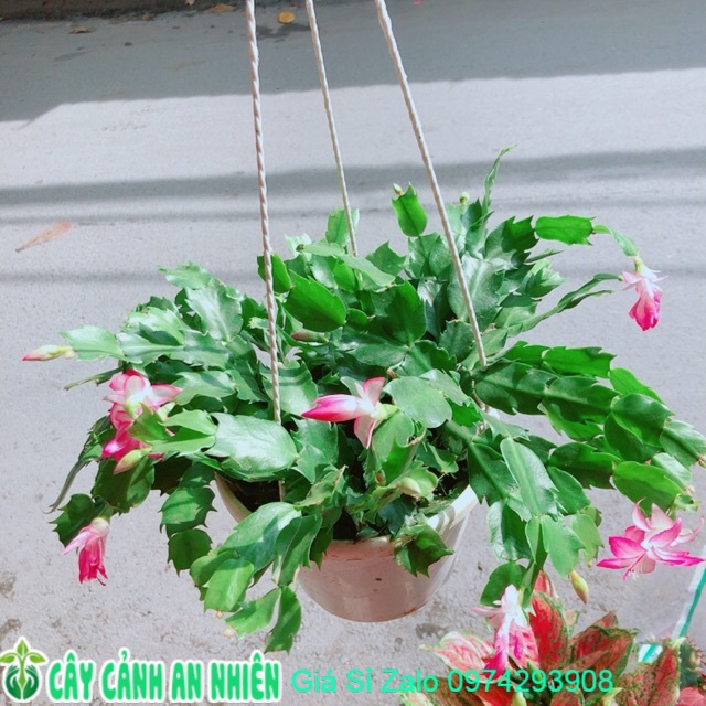 Chậu Tiểu Quỳnh (Càng Cua)