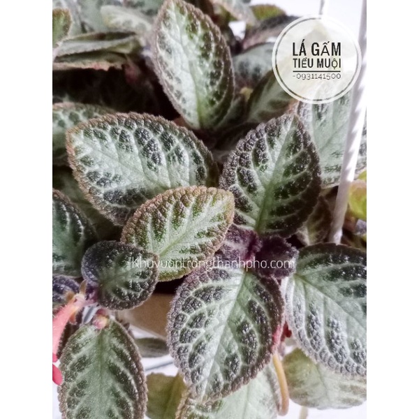 Cây ấm kiếm  chậu treo