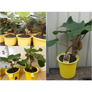 Hạt giống quả KIWI - 30 hạt