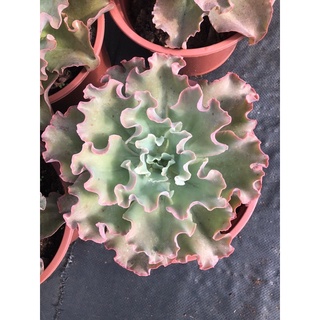 Sen đá Bắp Cải 20-22cm
