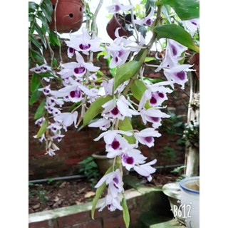 Combo phong lan ( trầm tím+ phi điệp)+ 700g phân thỏ hữu cơ