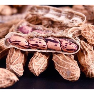 Hạt giống Lạc màu sắc