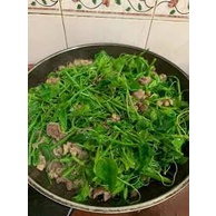 Combo 2 Cây Giống Rau Bò Khai Trường ĐH Nông Nghiệp