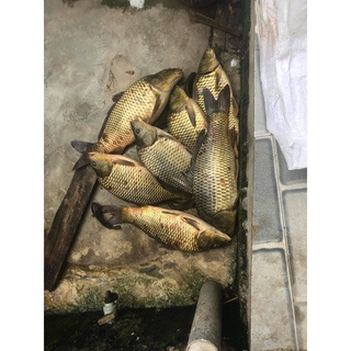 Mồi Câu cá tổng hợp