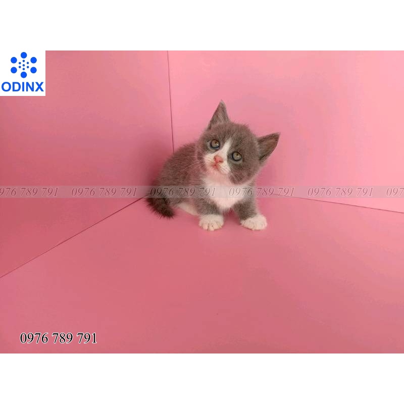 10m Giấy Dán Tường Màu Hồng Trơn Có Keo Sẵn Cho Phòng Ngủ Đẹp ODINX