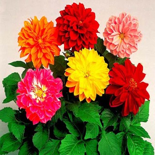 Cây giống hoa thược dược đỏ, tím, vàng