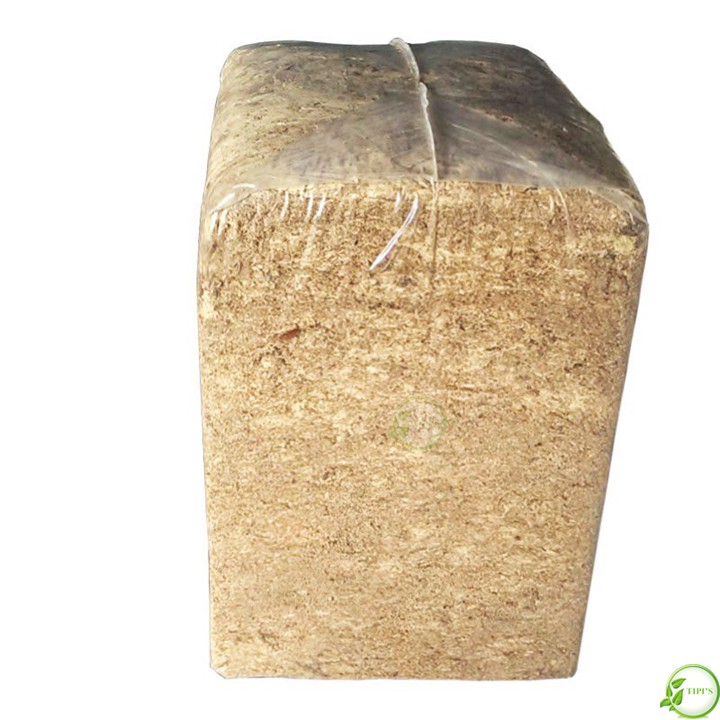 Dớn mềm Chi Lê