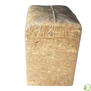 Dớn mềm Chi Lê