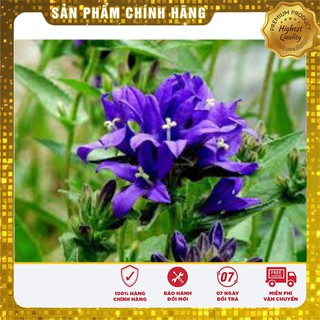 Hạt Giống Hoa Diên Vĩ Xanh (10 hạt ) IRIS