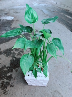 Chậu Môn Tai Phật