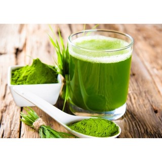 Hạt Giống Cỏ Lúa Mì Đỏ Wheatgrass Cỏ Mèo