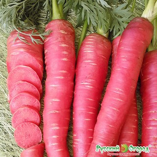 HẠT GIỐNG CÀ RỐT CÁC LOẠI - 1 gói
