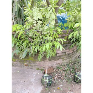 cây nhãn siêu ngọt Hưng Yên