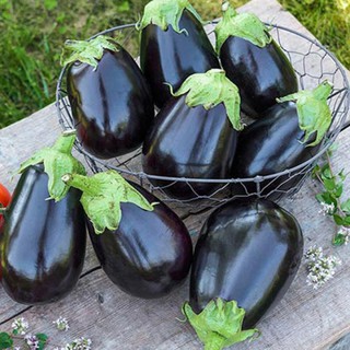 30 hạt giống cà tím giọt nước quả đen
