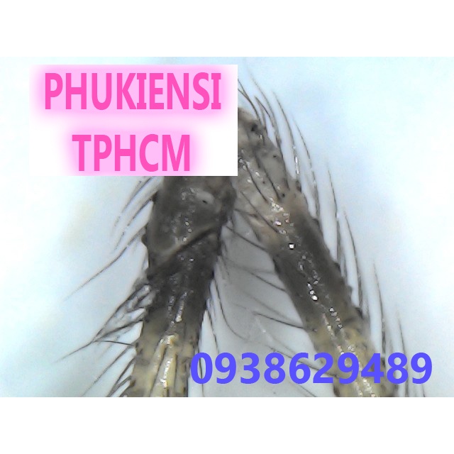 Kính hiển vi điện tử kết nối điện thoại và máy tính Wifi phóng đại 1600X Digital Microscope