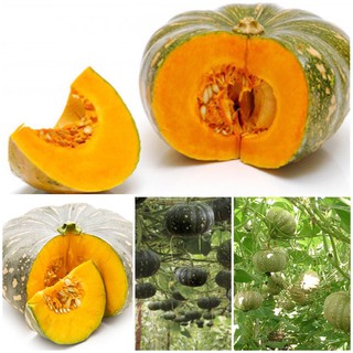 Hạt giống Bí Đỏ Cao Sản F1 nhập khẩu-  chuyên dụng.