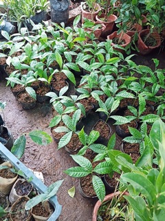 Vú sữa hoàng kim giống