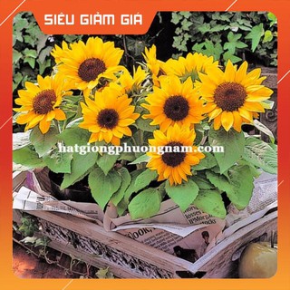 30H - HẠT GIỐNG HƯỚNG DƯƠNG LÙN ĐƠN [Giá Hủy Diệt]