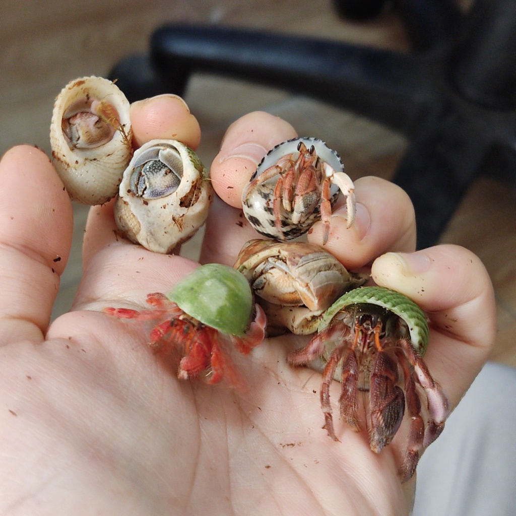 COMBO 10 albino baby vỏ ốc xinh xắn màu ngẫu nhiên