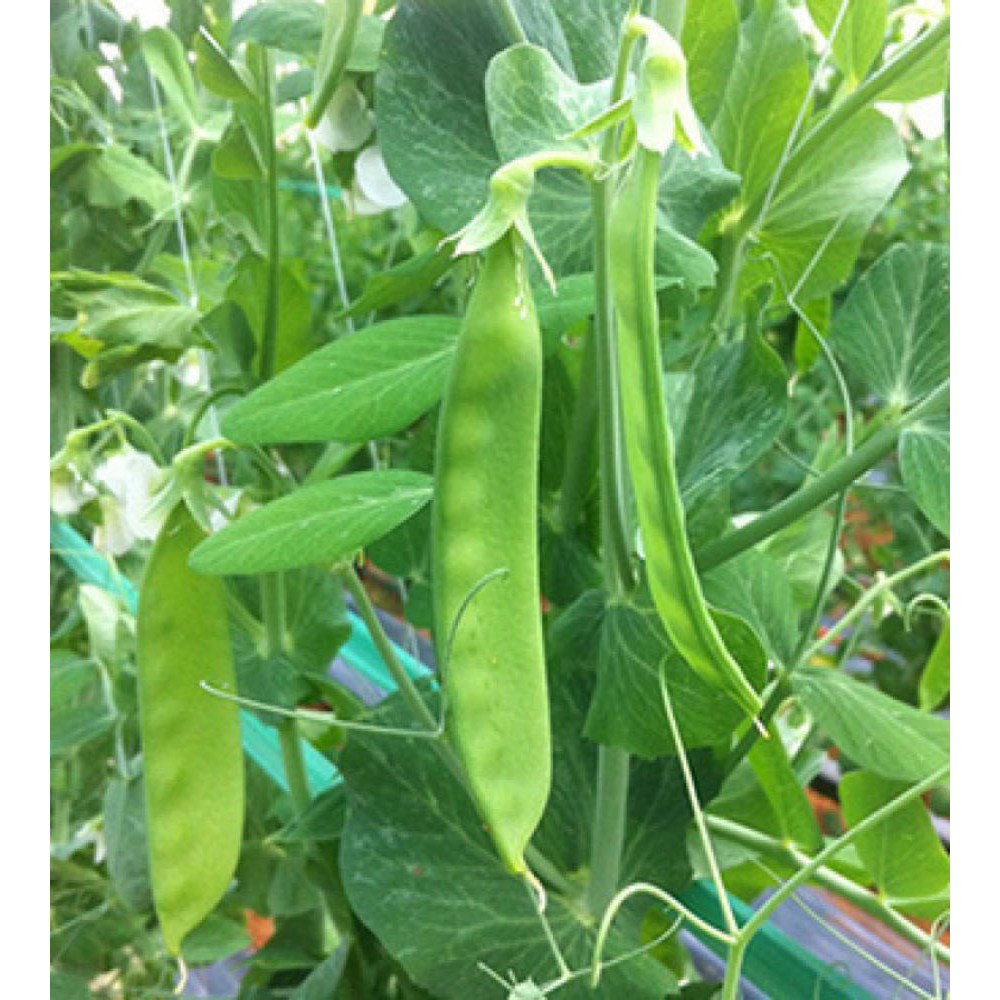 Hạt Giống Đậu Hà Lan F1 loại dễ trồng năng suất cao chống sâu bệnh [gói 200gram ,500gram,1kg]