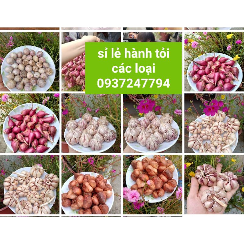 CỦ HÀNH TÍM VĨNH CHÂU, SÓC TRĂNG 1kg