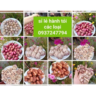 CỦ HÀNH TÍM VĨNH CHÂU, SÓC TRĂNG 1kg