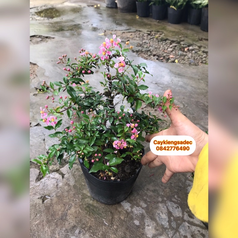 Caykiengsadec hồng Ngọc mai bonsai