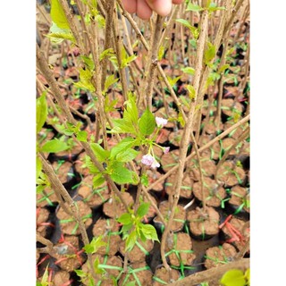 HOA ANH ĐÀO [cây giống]