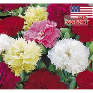 3GRAM 1300.HẠT Hạt Giống Hoa Cẩm Chướng Kép Mix (| -KD: B23*V33)
