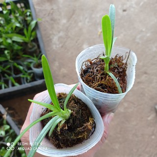 lan kiếm hoàng long lai kim long ( phan trí lai kim long)