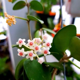 Cẩm cù hoa thơm.