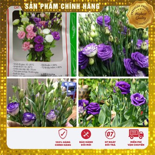 Hạt giống hoa Cát Tường nhiều màu(05 hạt)