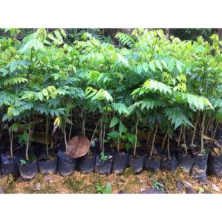 COMBO 3 CÂY SƯA ĐỎ CAO 60CM