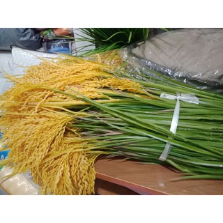BÔNG LÚA NHÂN TẠO TRANG TRÍ TẾT, PHONG THỦY
