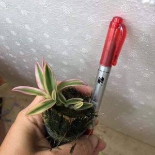 Denro mini lá phát tài