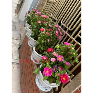 10 giỏ treo hoa ban công