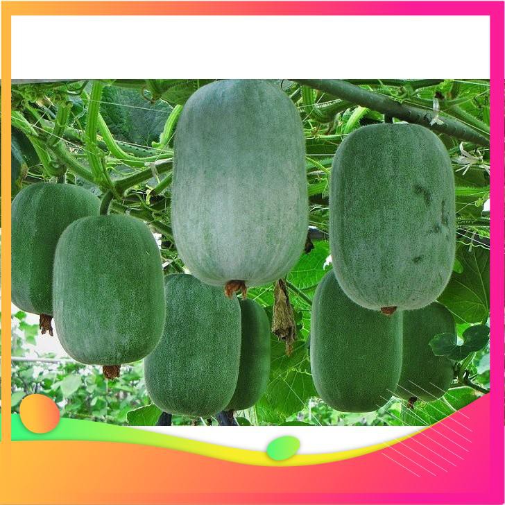Hạt Giống Bí Xanh Đài Loan - 10 Hạt VIETGAR