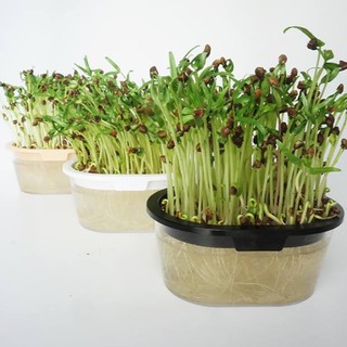 Hạt giống VitaHiro 150gr