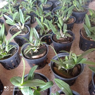 lan dendro yaya hoa tết