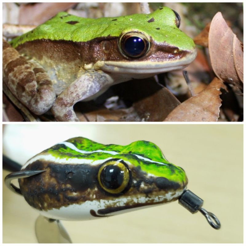 Nhái Hơi Thái Lan NANO Frog 4.5cm