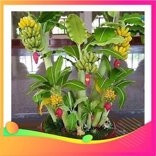 Hạt Giống Chuối Mini - 10 Hạt VIETGAR