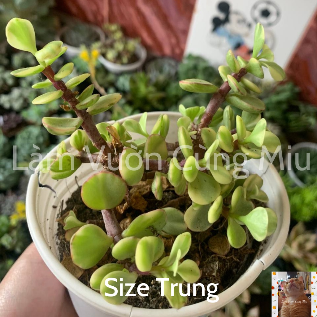 Sen Đá Đô La Xanh  Size Bầu - Trung