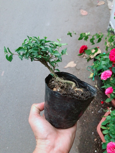 Cây Hồng Ngọc Mai Bonsai Mini