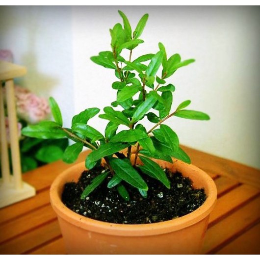 Hạt giống cây lựu lùn bonsai - ( 10 hạt tặng kèm 3 viên nén ươm hạt )