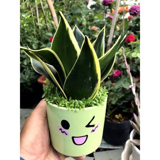Chậu sứ cây Lưỡi Hổ Thái xanh cỏ may mắn