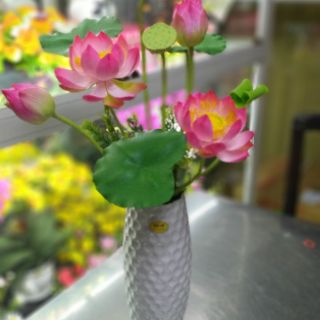 LÁ SEN ĐẤT SÉT :
