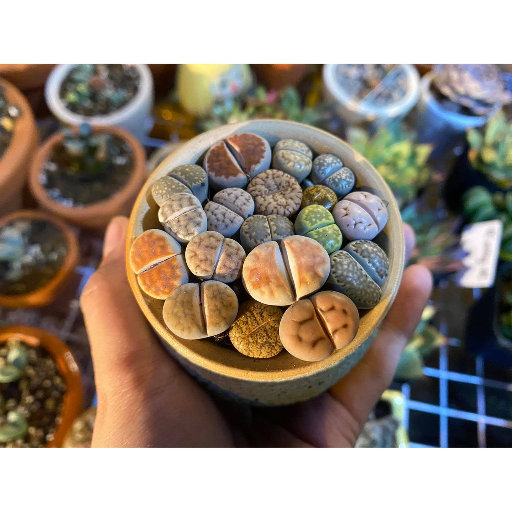 LITHOPS - SEN MÔNG SIÊU CUTE NHIÊU KÍCH THƯỚC